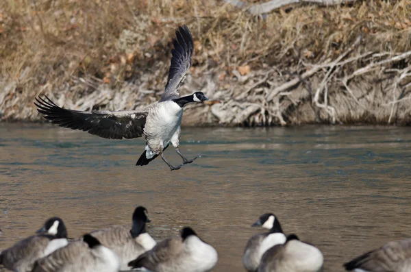 Canada Goose Landing em um rio de inverno — Fotografia de Stock