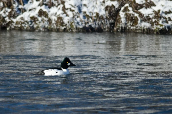 Fælles Goldeneye flyder ned ad en vinter flod - Stock-foto