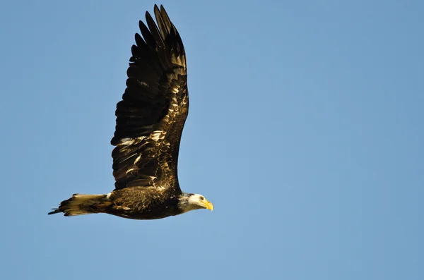 Águia careca imatura voando em um céu azul — Fotografia de Stock