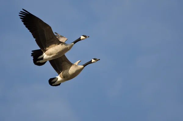 Gösteri Kanada kazlar bir çift ile uçan senkronize — Stok fotoğraf