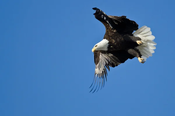 Bald Eagle jakt på vingen — Stockfoto