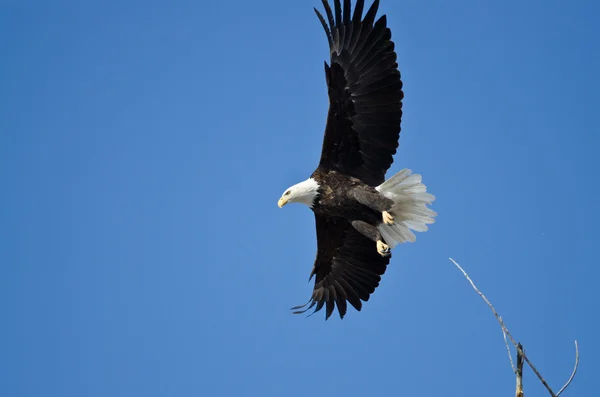 Bald Eagle jakt på vingen — Stockfoto