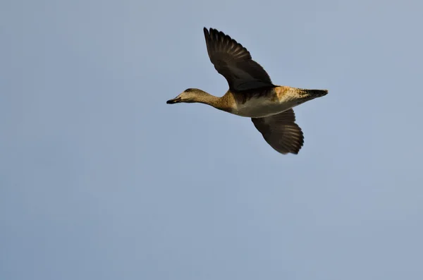 Gadwall masculino voando em um céu azul — Fotografia de Stock