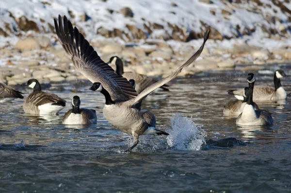 Bernache du Canada décollant d'une rivière Winter — Photo