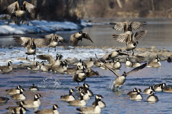 Manada de gansos de Canadá despegando de un río de invierno — Foto de Stock
