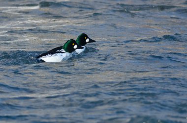 Bir kış nehrinin aşağı kayan iki ortak Goldeneyes