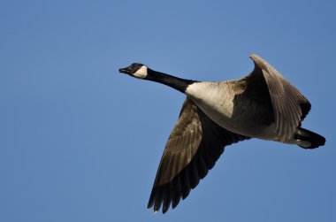 Yalnız Kanada Kaz 'ı Mavi Gökte Uçuyor