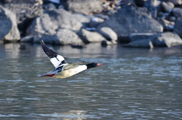 Gemensamma Merganser flyger lågt över floden — Stockfoto