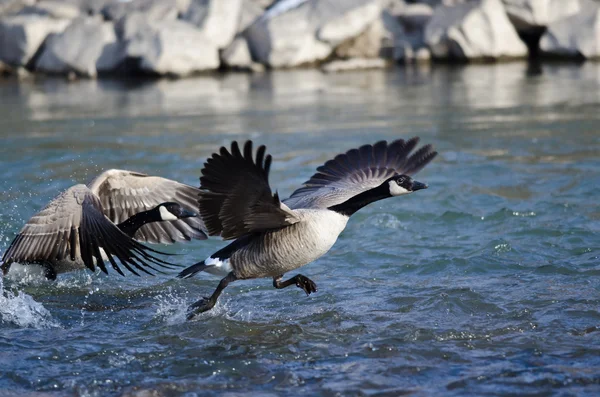Il canada oca decollare da un fiume — Foto Stock