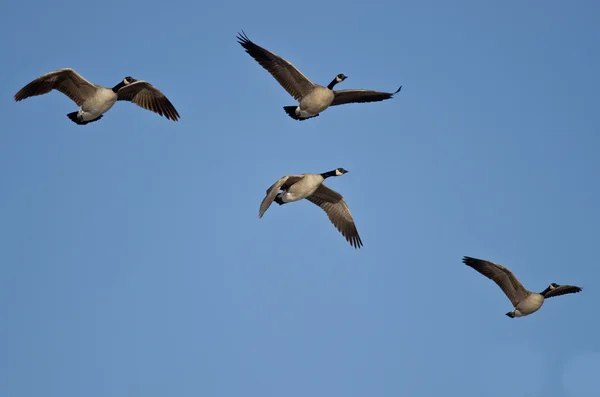 Mavi gökyüzünde uçan Kanada kazlar — Stok fotoğraf