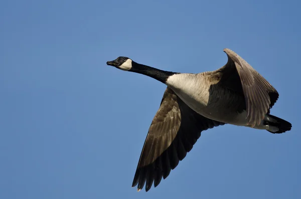 Osamělý Canada Goose létání v modré obloze — Stock fotografie