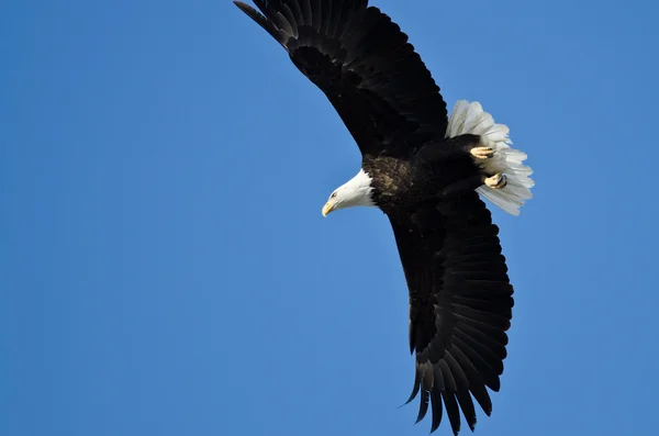 Bald Eagle jakt på vingen — Stockfoto