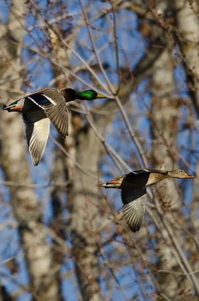 Pair of Mallard Duck Flying Through the Woods — Stock Photo, Image