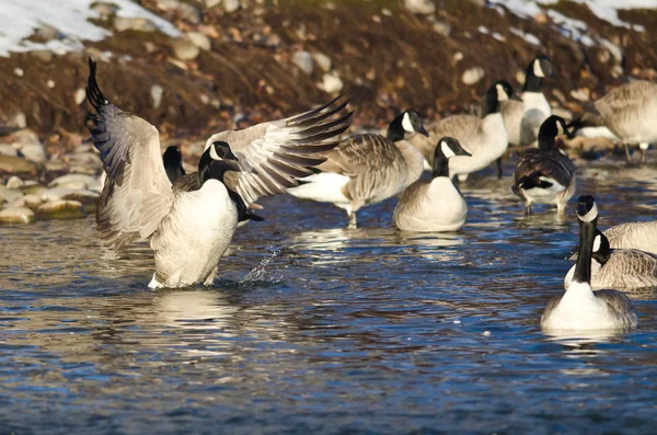 Canada Goose Stretching Its Wings Among Friends — Stock Photo, Image