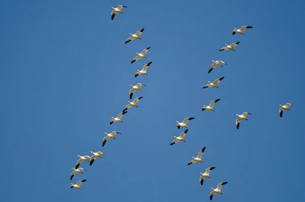 Schwarm Schneegänse fliegt in einen blauen Himmel — Stockfoto