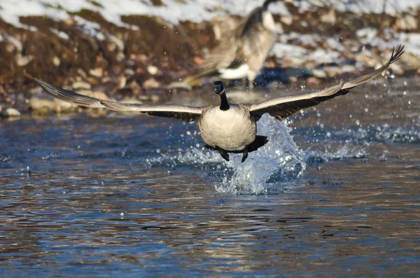 Il canada oca decollare da un fiume invernale — Foto Stock