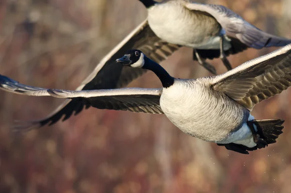 Kanadagäss flyger genom Marsh — Stockfoto