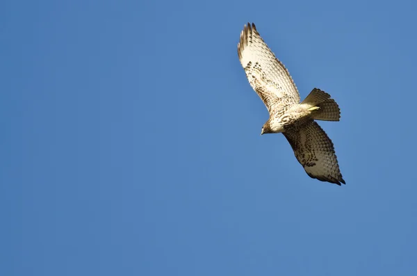 Faucon à queue rouge volant dans un ciel bleu — Photo