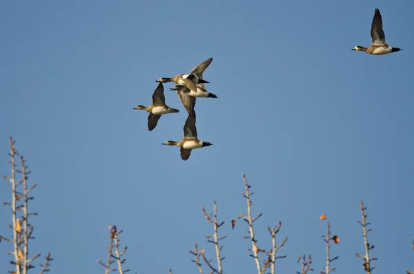 Schar von Perücken fliegt über die Bäume — Stockfoto