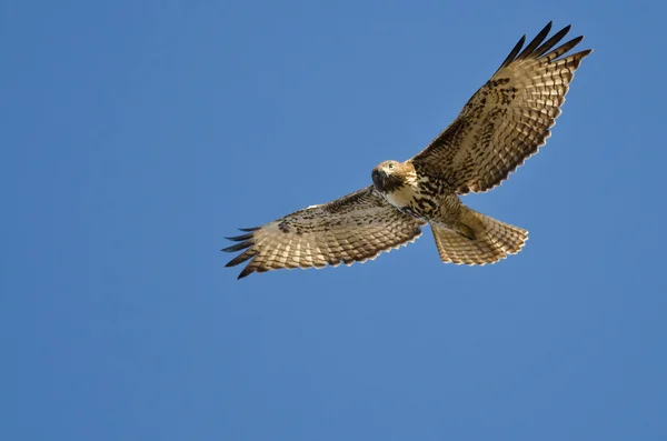 Kırmızı - kuyruklu şahin kişi olarak Flys göz yapma