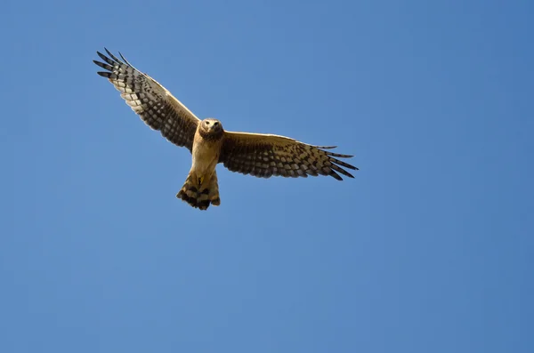 Harrier settentrionale che crea un contatto visivo mentre vola — Foto Stock