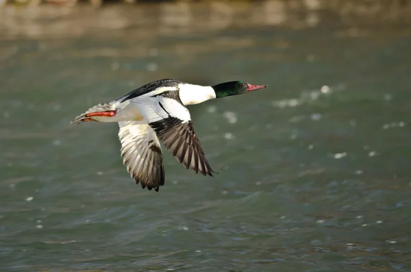 Merganser comum voando baixo sobre o rio — Fotografia de Stock