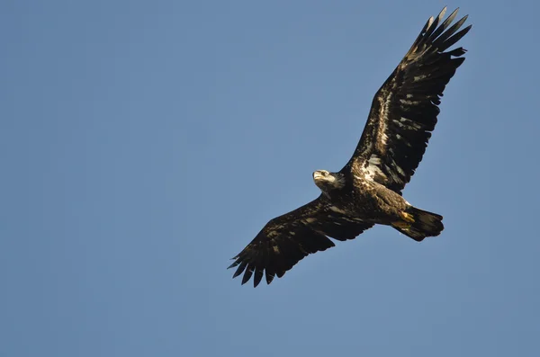 不成熟的白头鹰在蓝色的天空中飞翔 — 图库照片