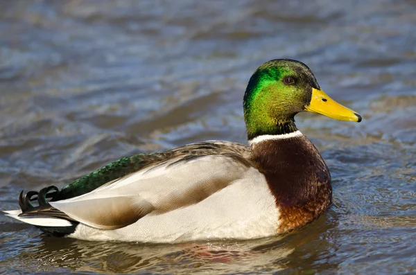 Profilo di Mallard Duck Swimming in the River — Foto Stock