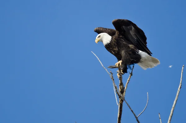 Caça à águia careca do topo da árvore — Fotografia de Stock