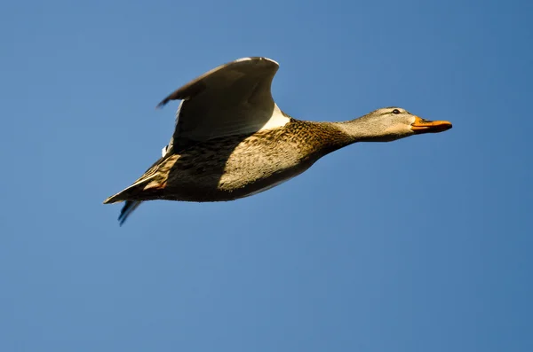 Mallard Duck flyger i en blå himmel — Stockfoto