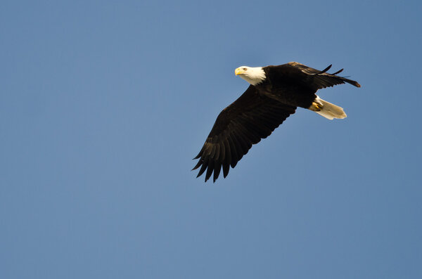 Bald Eagle Flying in a Blue Sky