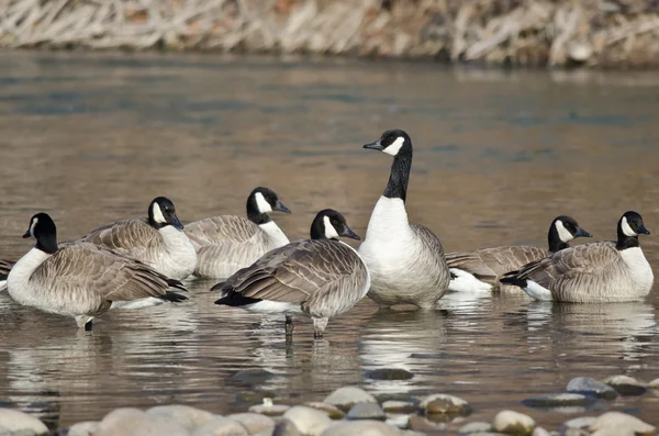 Troupeau de Bernaches du Canada se reposant dans une rivière — Photo