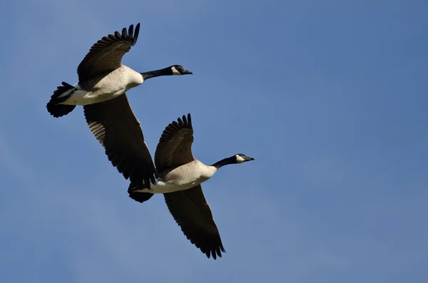 Due oche canadesi che volano in un cielo blu — Foto Stock