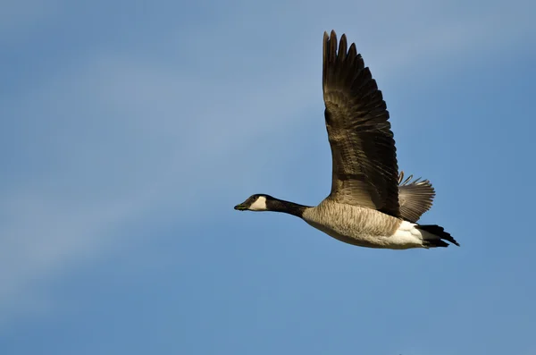 Osamělý Canada Goose létání v modré obloze — Stock fotografie