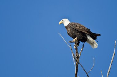 Kel kartal av ağaç üst
