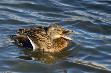 Quacking ve suda yüzen yeşilbaş ördek