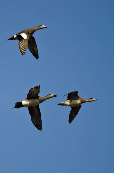 Tres pelucas americanas volando en un cielo azul —  Fotos de Stock