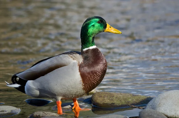 Mallard Duck Forrageando no lado de um rio — Fotografia de Stock