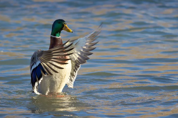 Pato Mallard na água com asas estendidas — Fotografia de Stock