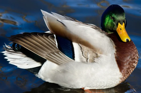 Canard colvert reposant sur l'eau — Photo