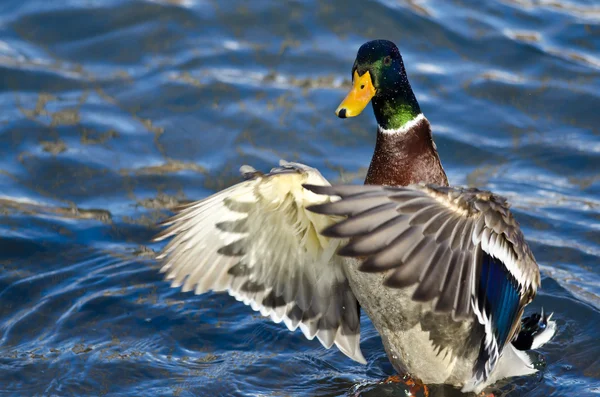 Mallard Pato en el agua con alas extendidas — Foto de Stock