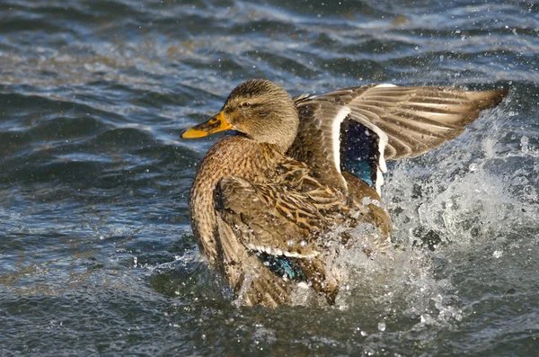 Mallard pato juguetonamente salpicando en el agua —  Fotos de Stock