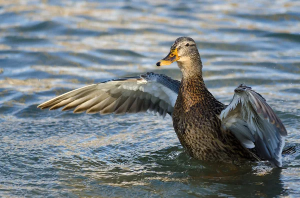 Krzyżówka kaczki na wodzie z rozpostartymi skrzydłami — Zdjęcie stockowe