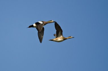 Mavi gökyüzünde uçan iki Amerikan Wigeons