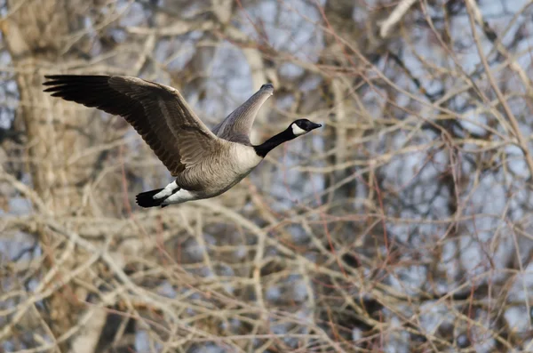 Canada Goose létání nad řeka — Stock fotografie