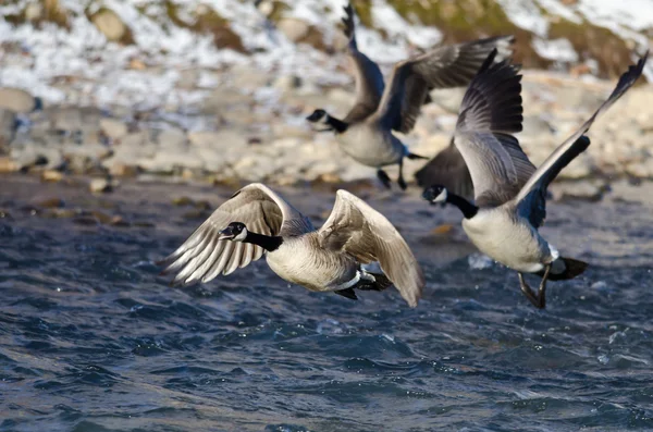 Gregge di oche canadesi che decollano da un fiume invernale — Foto Stock