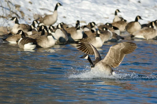 Canada Goose landar i en vinter River — Stockfoto