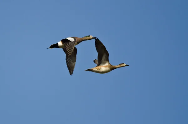 青い空を飛んでいるアメリカの 2 つの Wigeons — ストック写真