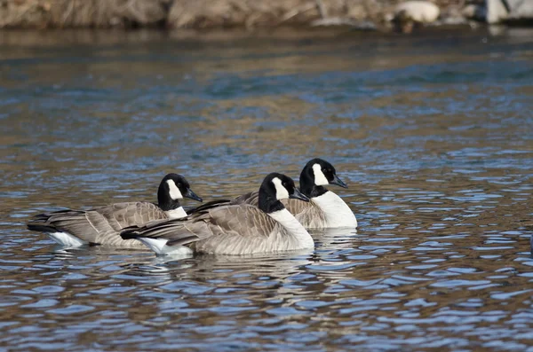 Three Canada Geese Swimming in the Blue Water — Stock Photo, Image