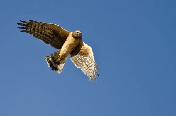 North Harrier zboară într-un cer albastru — Fotografie, imagine de stoc